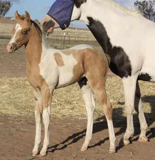 马动物野马草原野生动物草原