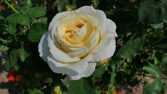 白色玫瑰开放图片