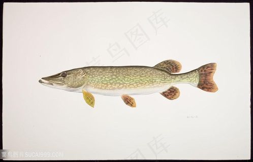 高清时尚鱼水彩装饰画挂画