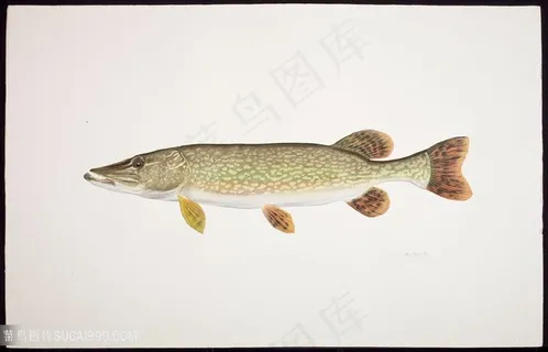 高清时尚鱼水彩装饰画挂画