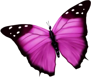 卡通动画动画蝴蝶免扣PNG手绘插画图片素材 (28)