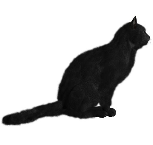 猫 PNG 图像免抠