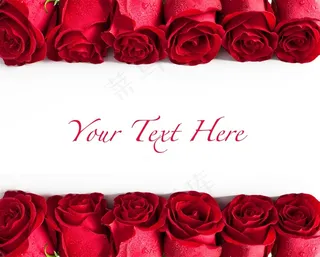 高清红色玫瑰