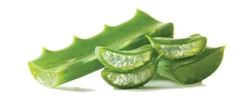 芦荟 PNG免抠(1320x533)