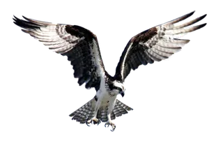 老鹰动物元素免扣素材设计素材