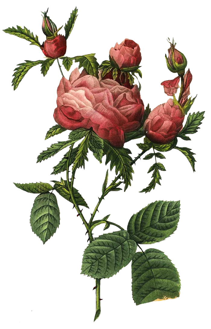 复古手绘植物花卉玫瑰花PNG免扣图案高清图片PS设计素材图