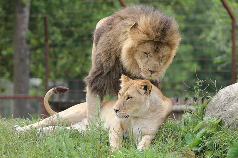 狮子动物园动物森林野生设计素材