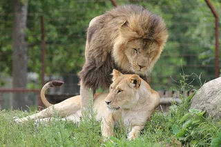 狮子动物园动物森林野生设计素材