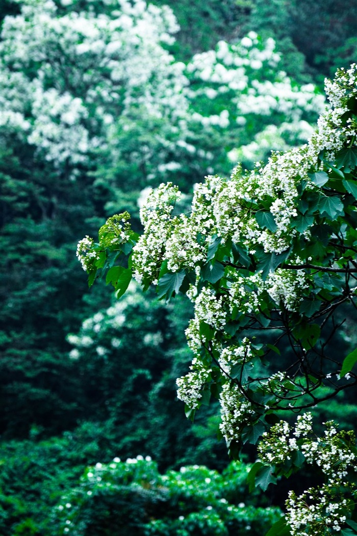 花草树木图片