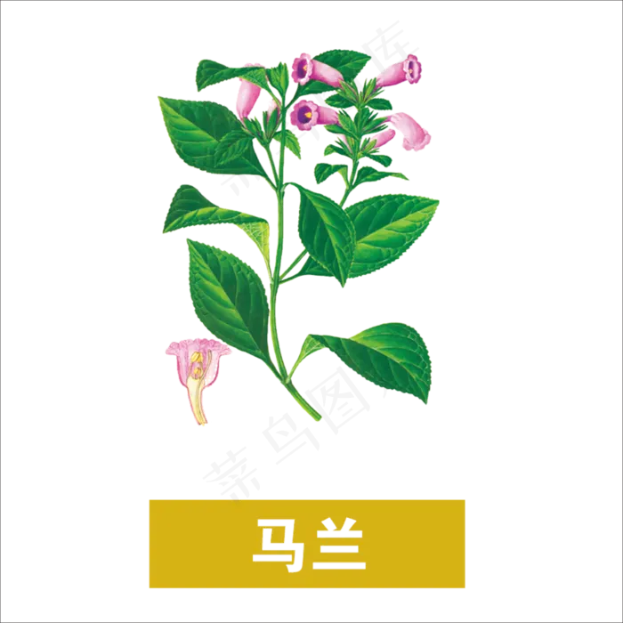 手绘草本中药药材马兰
