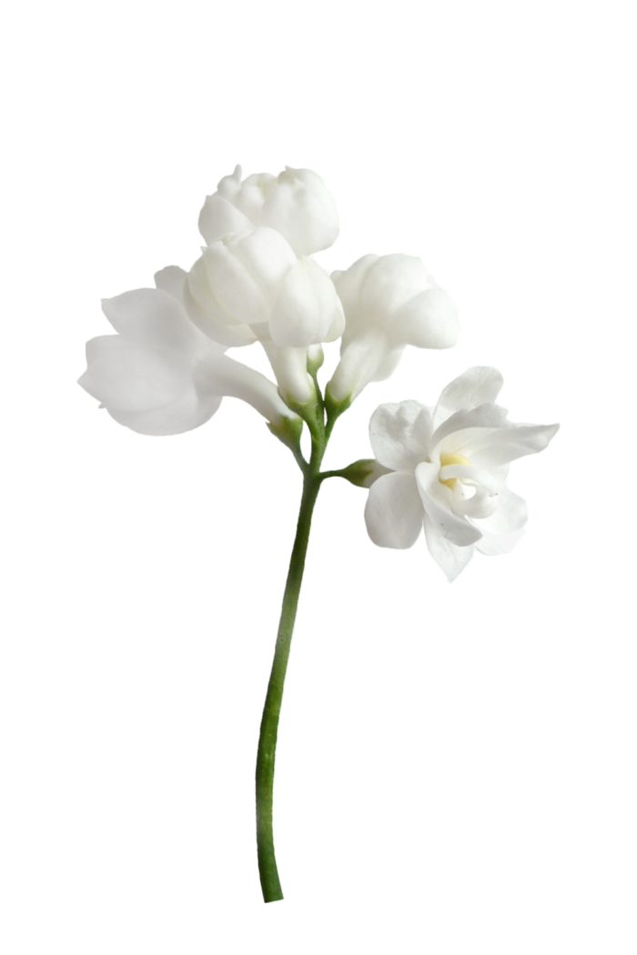 白色花2 白色 鲜花 白色花 绿色 绿叶 叶子 免扣花蕊 