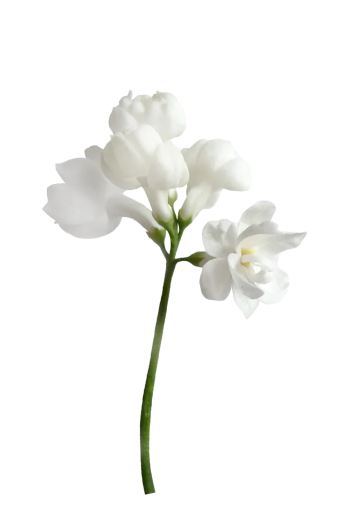 白色花2 白色 鲜花 白色花 绿色 绿叶 叶子 免扣花蕊 