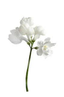 白色花2 白色 鲜花 白色花 绿色 绿叶 叶子 免扣花蕊 