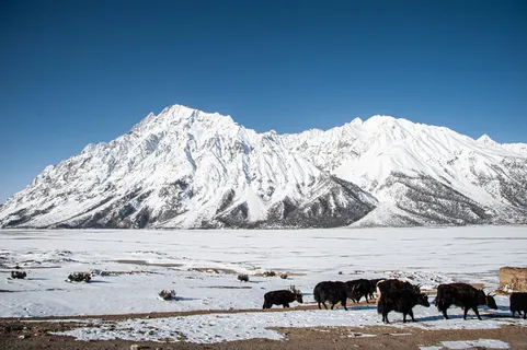 然乌湖牧场 然乌湖牧场