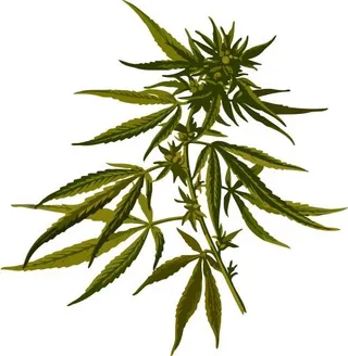 大麻PNG免抠