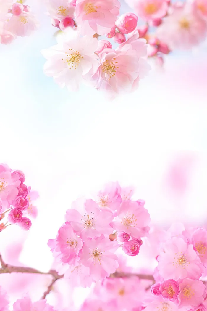花卉粉色背景
