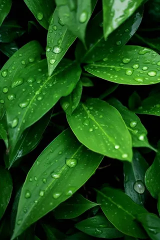 绿叶树枝雨滴图