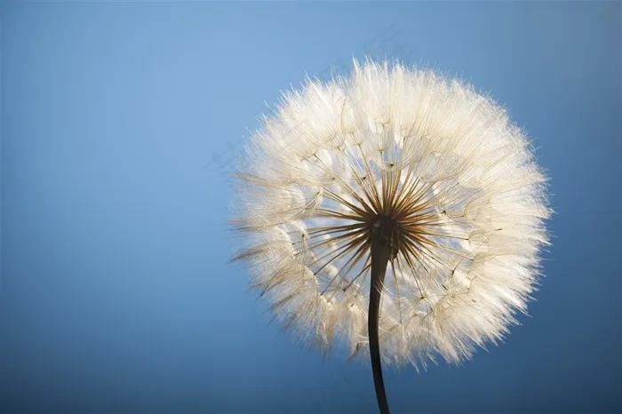 蓝色背景上的圆形蒲公英高清图片