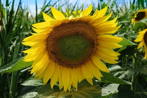 黄色向日葵花朵花盘图片