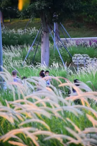 摄影图 狗尾巴草