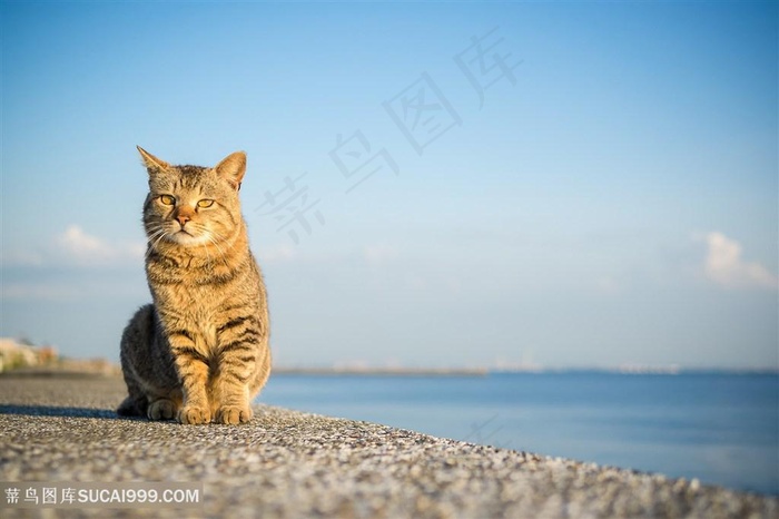 海边懒洋洋狸花猫猫咪摄影图片