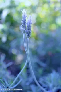 超高清唯美薰衣草鲜花图片