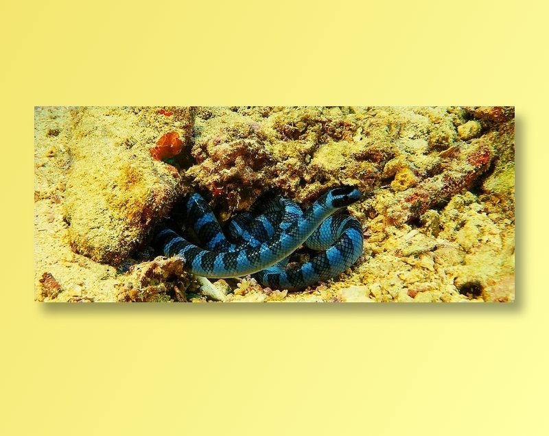 蓝黑色条纹海蛇