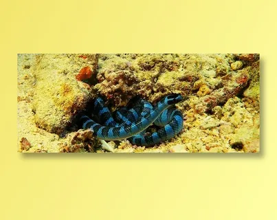 蓝黑色条纹海蛇