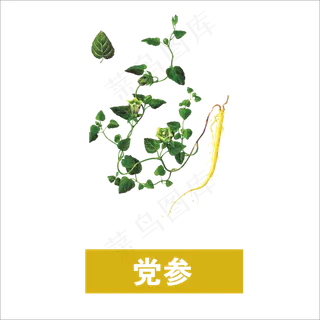 手绘草本中药党参