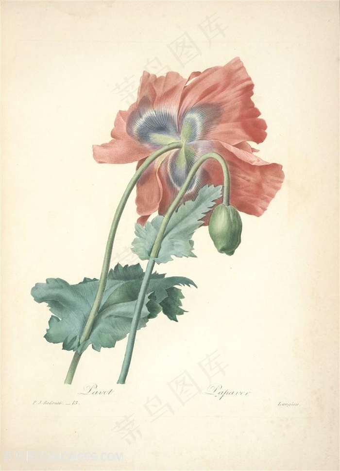 雷杜德唯美鸢尾花植物水彩手绘插画图片