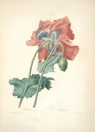 雷杜德唯美鸢尾花植物水彩手绘插画图片