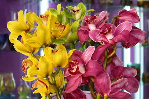 美丽兰花花束图片