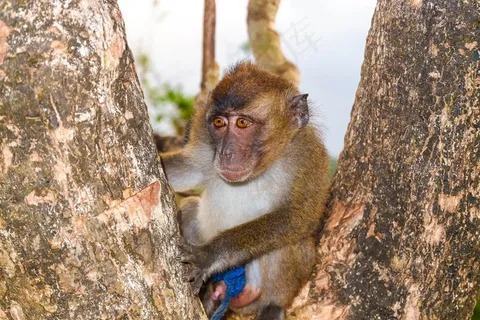 可爱野猴子图片 可爱野猴子图片