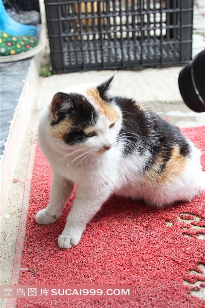 可爱的猫
