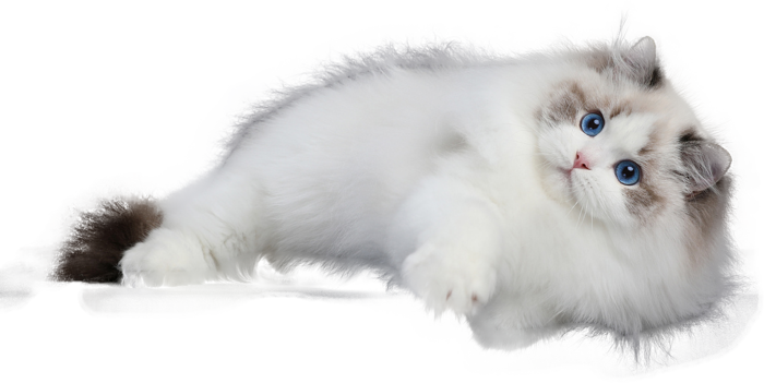 免扣素材实物猫咪摄影