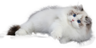 免扣素材实物猫咪摄影