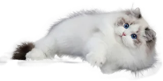 免扣素材实物猫咪摄影