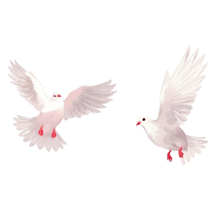 白鸽鸟类元素