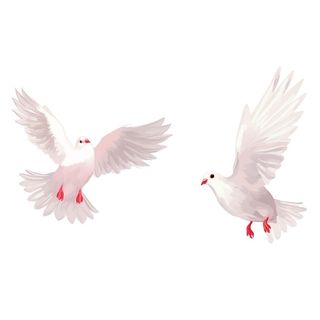白鸽鸟类元素