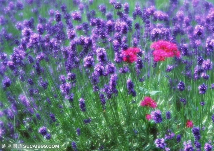 花海世界-盛开的紫色花束