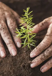 种植小树苗的双手