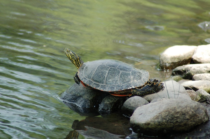 小乌龟喝水图片