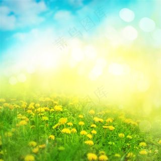 蓝天白云下的黄色菊花花丛图片