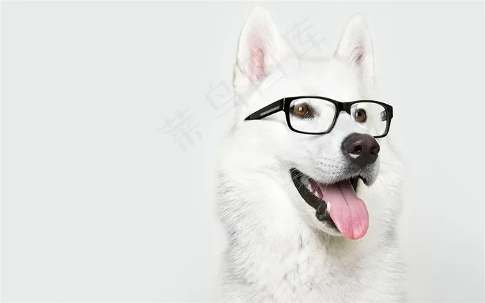 白色戴眼镜狗狗图片