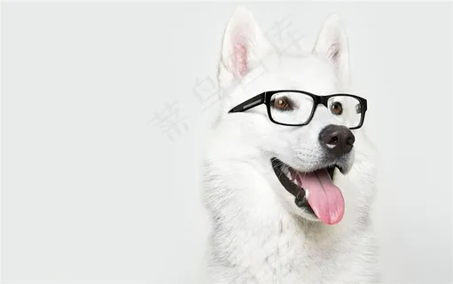 白色戴眼镜狗狗图片