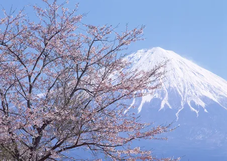 富士山樱花高清背景④