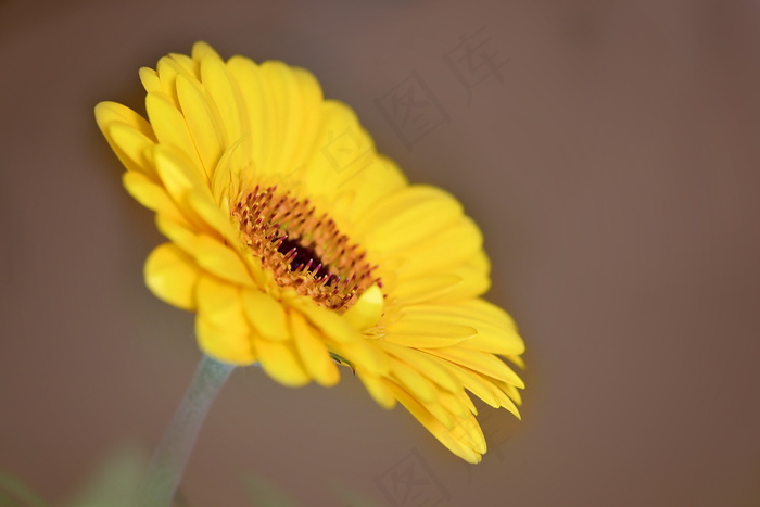 黄色野菊花图片