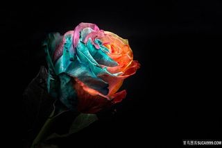 美丽的玫瑰花朵植物高清图