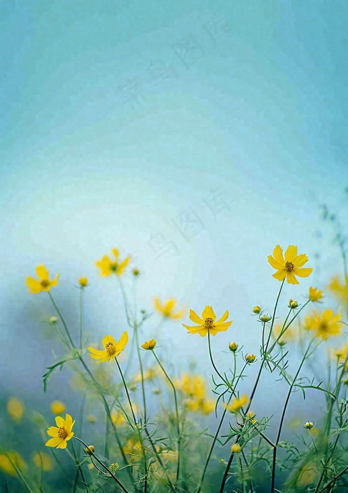 春天花海小黄花清新鲜花，蓝天春分(928x1312)