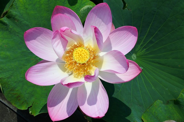 高清唯美池塘荷花鲜花图片